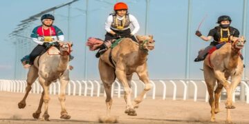 «مهرجان الإبل»: تأهب لانطلاق ماراثون هجن السيدات