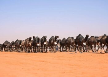 مهرجان الإبل: منافسات قوية على "بيرق الموحد" لفئة المجاهيم