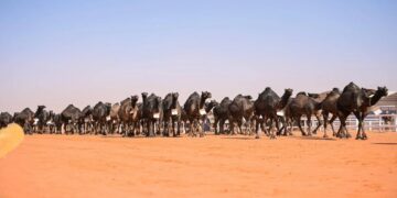 مهرجان الإبل: منافسات قوية على "بيرق الموحد" لفئة المجاهيم