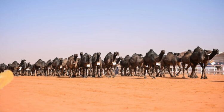 مهرجان الإبل: منافسات قوية على "بيرق الموحد" لفئة المجاهيم