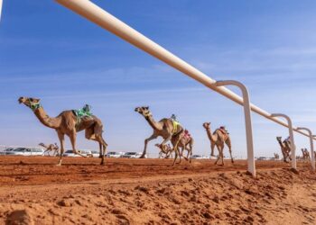 مهرجان الملك عبد العزيز للهجن: ابن جخدب يتصدر في «شعل»