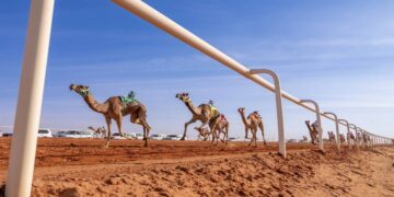 مهرجان الملك عبد العزيز للهجن: ابن جخدب يتصدر في «شعل»