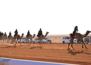 مهرجان الإبل: مشاركة 15 هجانة في فئة «حيل وثنايا بكار»