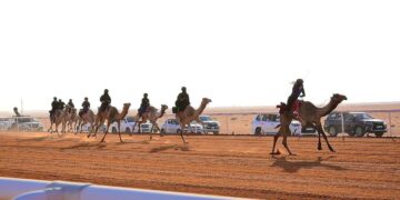 مهرجان الإبل: مشاركة 15 هجانة في فئة «حيل وثنايا بكار»