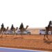مهرجان الإبل: مشاركة 15 هجانة في فئة «حيل وثنايا بكار»