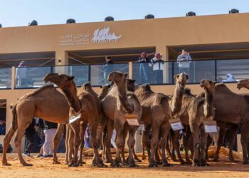 مهرجان الإبل: ردعان يتصدر منافسات «شعل»