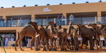 مهرجان الإبل: ردعان يتصدر منافسات «شعل»