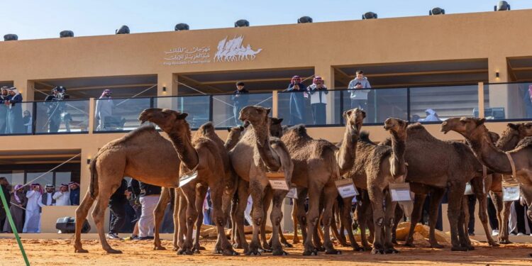 مهرجان الإبل: ردعان يتصدر منافسات «شعل»