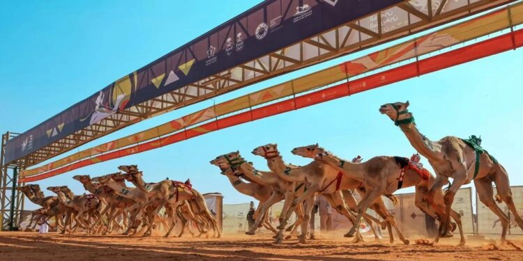 70 مليون ريال جوائز «مهرجان خادم الحرمين للهجن 2025»