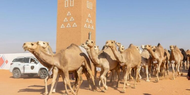 90 سائحًا من 16 دولة يتفاعلون مع الموروث الثقافي في مهرجان الملك عبدالعزيز للإبل