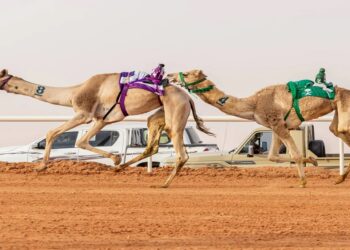 مهرجان الإبل: الموسى يحصد المركز الأول في فئة “جمل” سيف الملك “وضح”