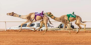 مهرجان الإبل: الموسى يحصد المركز الأول في فئة “جمل” سيف الملك “وضح”