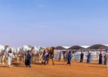 مهرجان الإبل: النهدي يحصد المركز الأول في “جمل” بيرق الموحد “وضح”