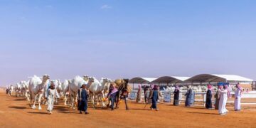 مهرجان الإبل: النهدي يحصد المركز الأول في “جمل” بيرق الموحد “وضح”