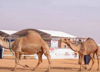 «مهرجان الإبل»: ابن سمار والدبوس والنهدي يتصدرون في «شعل وصفر ووضح»