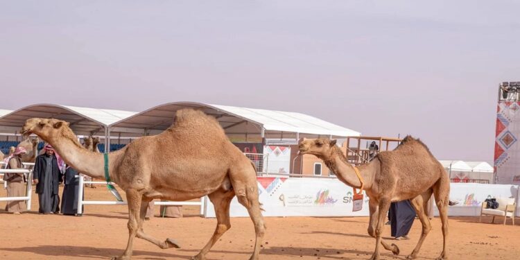 «مهرجان الإبل»: ابن سمار والدبوس والنهدي يتصدرون في «شعل وصفر ووضح»