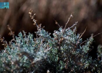 “نبات الشيح” من أشهر النباتات العطرية بالحدود الشمالية العائدة للمشهد الطبيعي
