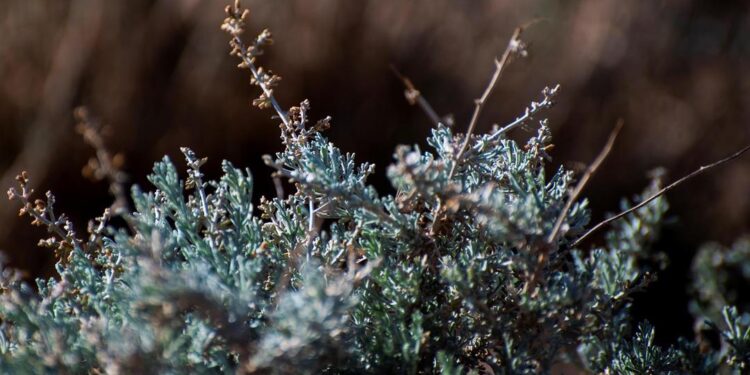 “نبات الشيح” من أشهر النباتات العطرية بالحدود الشمالية العائدة للمشهد الطبيعي