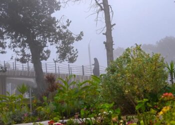 "الضباب الكثيف" يرسم لوحة جمالية بين الأشجار والحدائق في الباحة