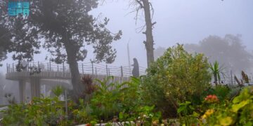 "الضباب الكثيف" يرسم لوحة جمالية بين الأشجار والحدائق في الباحة