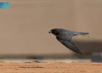 إقبال كبير من المُلاك المحليين في اليوم الخامس لمهرجان الملك عبدالعزيز للصقور 2024