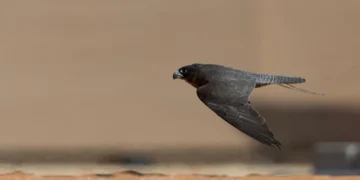 إقبال كبير من المُلاك المحليين في اليوم الخامس لمهرجان الملك عبدالعزيز للصقور 2024