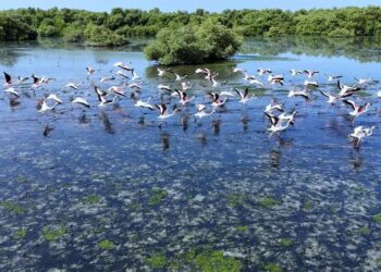 **طيور الفلامنجو وغابات المانجروف.. سياحة ساحرة لعشاق الطبيعة وهواة التصوير في جازان**