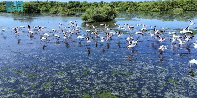 **طيور الفلامنجو وغابات المانجروف.. سياحة ساحرة لعشاق الطبيعة وهواة التصوير في جازان**