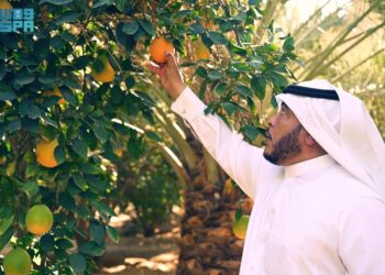 بدء موسم جني الحمضيات في محافظة العُلا بإنتاج سنوي يقدر بأكثر من 600 ألف طن