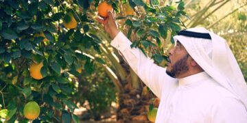 بدء موسم جني الحمضيات في محافظة العُلا بإنتاج سنوي يقدر بأكثر من 600 ألف طن