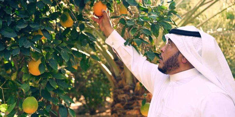 بدء موسم جني الحمضيات في محافظة العُلا بإنتاج سنوي يقدر بأكثر من 600 ألف طن