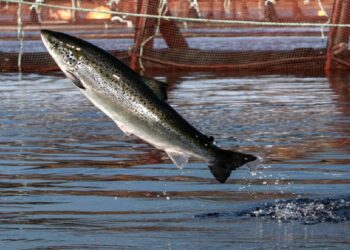 شراكة بين "كاكست" وجامعة الملك عبدالعزيز لاستزراع أسماك السلمون المرقط لتحقيق الأمن الغذائي