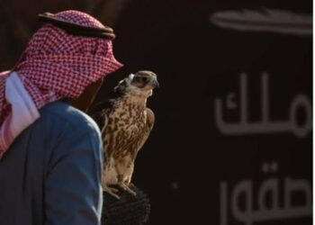 المحترفون الدوليون يتنافسون على 12 كأسًا في اليوم الـ 12 لمهرجان الملك عبدالعزيز للصقور 2024