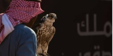 المحترفون الدوليون يتنافسون على 12 كأسًا في اليوم الـ 12 لمهرجان الملك عبدالعزيز للصقور 2024