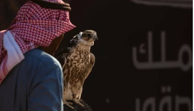 المحترفون الدوليون يتنافسون على 12 كأسًا في اليوم الـ 12 لمهرجان الملك عبدالعزيز للصقور 2024