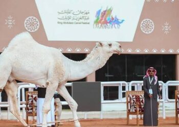زوار مهرجان الملك عبدالعزيز للإبل يطلعون على أبرز المنجزات والمبادرات التي أطلقها سمو أمير القصيم