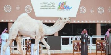 زوار مهرجان الملك عبدالعزيز للإبل يطلعون على أبرز المنجزات والمبادرات التي أطلقها سمو أمير القصيم