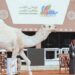 زوار مهرجان الملك عبدالعزيز للإبل يطلعون على أبرز المنجزات والمبادرات التي أطلقها سمو أمير القصيم