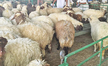 مدينة التربية المكثفة للثروة الحيوانية بحفر الباطن