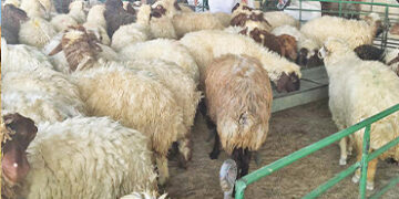 مدينة التربية المكثفة للثروة الحيوانية بحفر الباطن