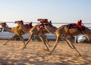 الهيئة الملكية لمحافظة العُلا تدشن موسم سباقات ميدان الهجن لتعزيز ريادتها كموطن للرياضات التراثية في المملكة