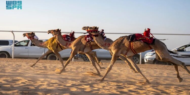 الهيئة الملكية لمحافظة العُلا تدشن موسم سباقات ميدان الهجن لتعزيز ريادتها كموطن للرياضات التراثية في المملكة