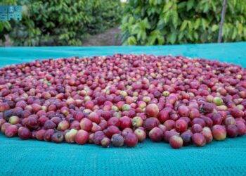 طرق زراعية حديثة وتجارب رائدة أسهمت في تعزيز الاقتصاد بمنطقة نجران