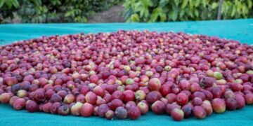 طرق زراعية حديثة وتجارب رائدة أسهمت في تعزيز الاقتصاد بمنطقة نجران