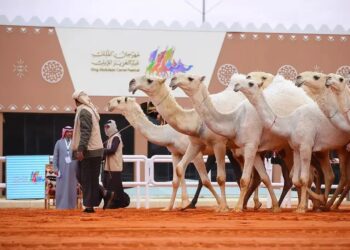 في ظل التطور المستمر.. مهرجان الملك عبدالعزيز للإبل يُعزز الحراك الاقتصادي خليجيًا