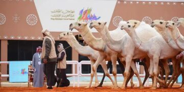 في ظل التطور المستمر.. مهرجان الملك عبدالعزيز للإبل يُعزز الحراك الاقتصادي خليجيًا