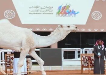 "225 متنًا تستعد لخوض أولى سباقات الهجيج غدًا في مهرجان الملك عبدالعزيز للإبل"