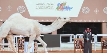 "225 متنًا تستعد لخوض أولى سباقات الهجيج غدًا في مهرجان الملك عبدالعزيز للإبل"