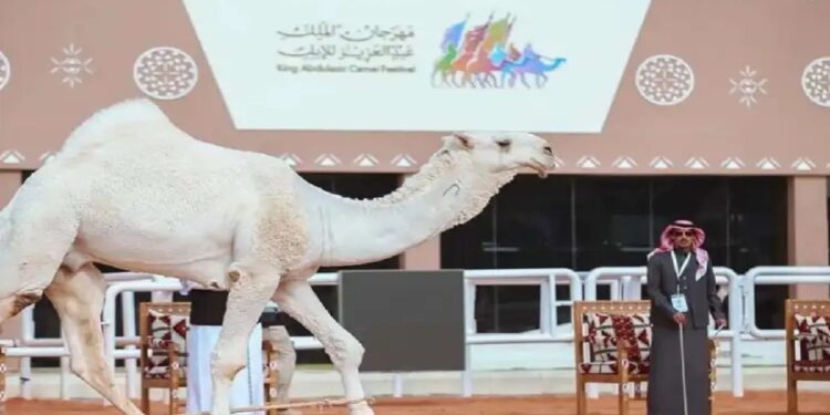 "225 متنًا تستعد لخوض أولى سباقات الهجيج غدًا في مهرجان الملك عبدالعزيز للإبل"