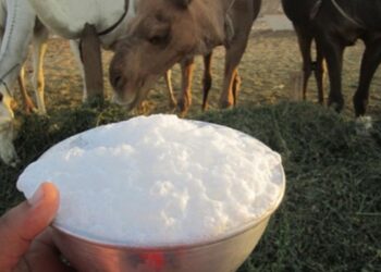 مختص: تناول حليب “الخلفات” من دون غليه يسبب الحمى المالطية